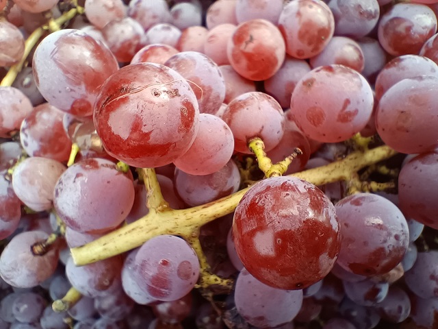 Renner - SG grapes closeup